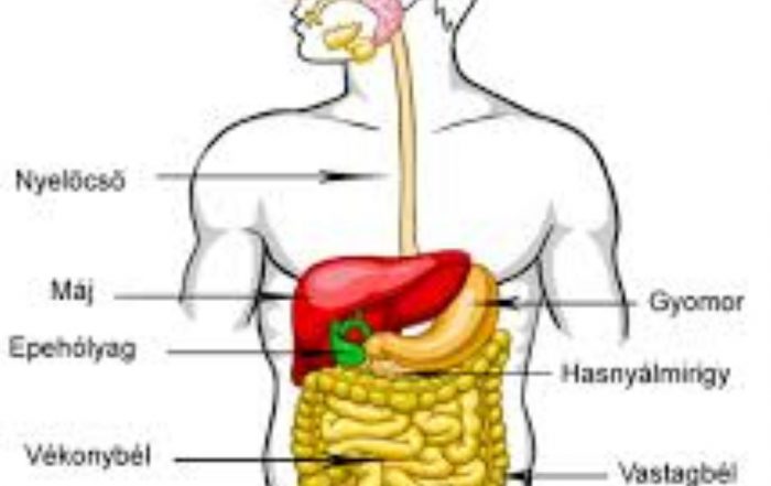 Tudj meg többet az emésztésről