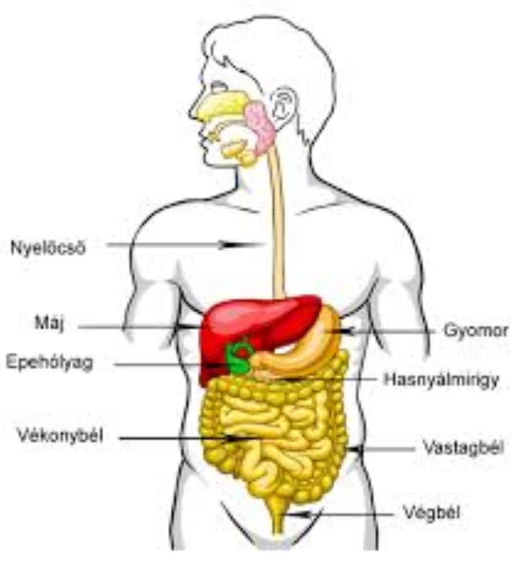 Tudj meg többet az emésztésről