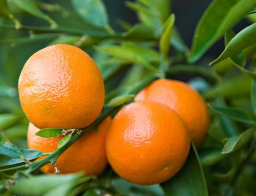 Miért érdemes a mandarin fehér héját is megenni?